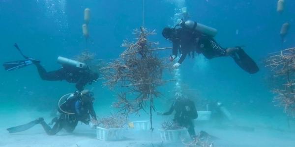 Four SCUBA divers working on a coral restoration nursery 