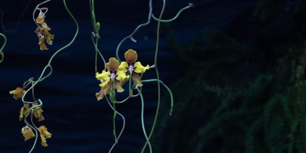 Photo of orchids on black background