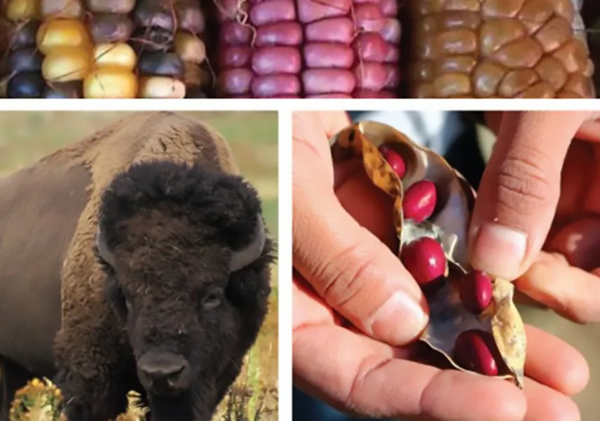 corn, buffalo, beans