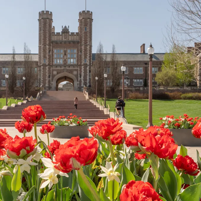 "photo of a stone building and red and white tulips"