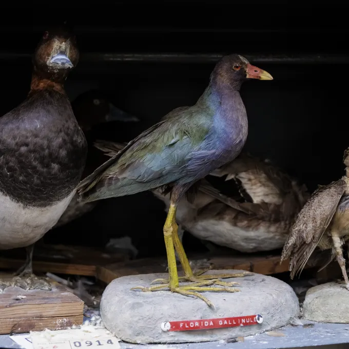 "three mounted taxidermied birds"